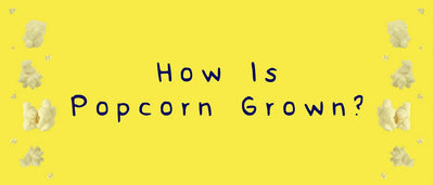 How is popcorn grown?