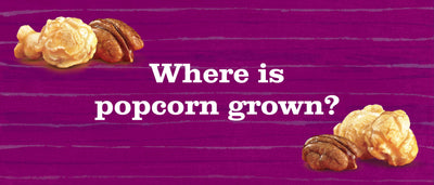 Where is popcorn grown?